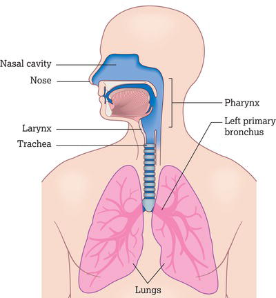 Structures of the respiratory system. Source: Reproduced from Peate et al. () with permission of John Wiley & Sons, Ltd.