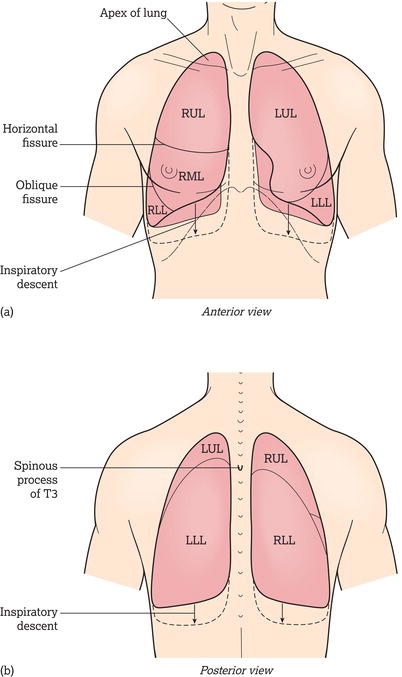 Lung, fissures and lobes. RUL, right upper lobe; RML, right middle lobe, RLL, right lower lobe; LUL, left upper lobe; LLL, left lower lobe.