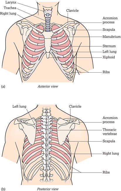 Structures of the chest and thorax.