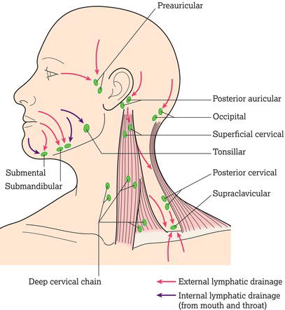 The lymph nodes of the head and neck.