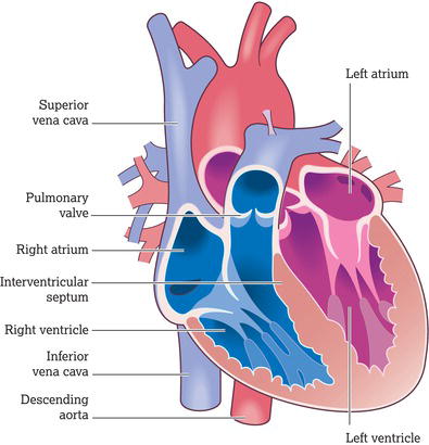 Structure of the heart. Source: Reproduced from Peate et al. () with permission of John Wiley & Sons, Ltd.