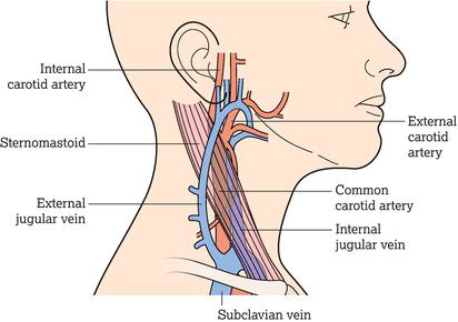 Location of the internal jugular veins within the sternomastoid muscles in the neck.