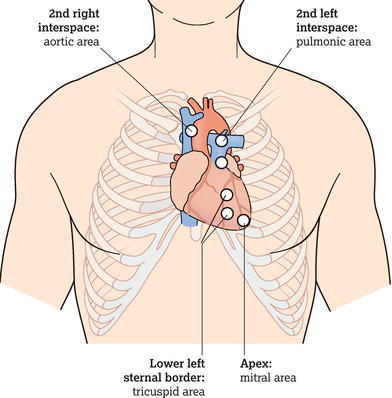 Auscultation points and location of the heart valves.