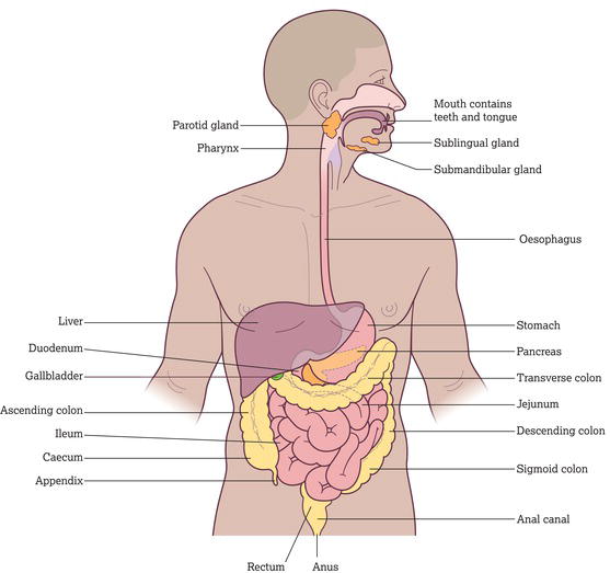 Organs of the gastrointestinal system. Source: Reproduced from Peate et al. () with permission of John Wiley & Sons, Ltd.