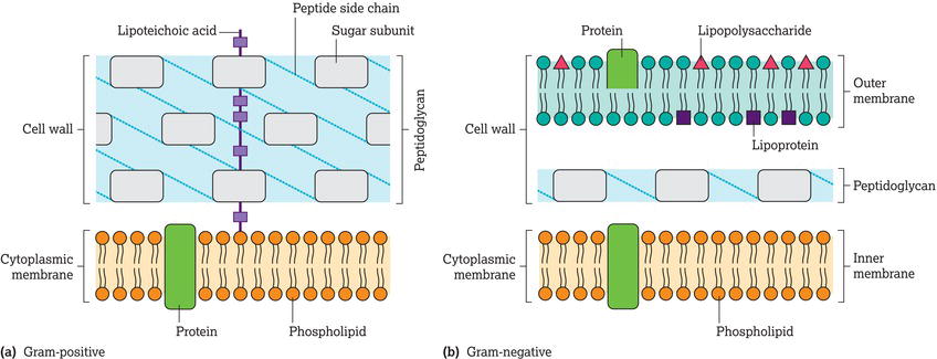 (a) Gram‐positive and (b) gram‐negative bacterial cell walls. 
Source: Adapted from Elliot et al. () with permission of John Wiley & Sons.