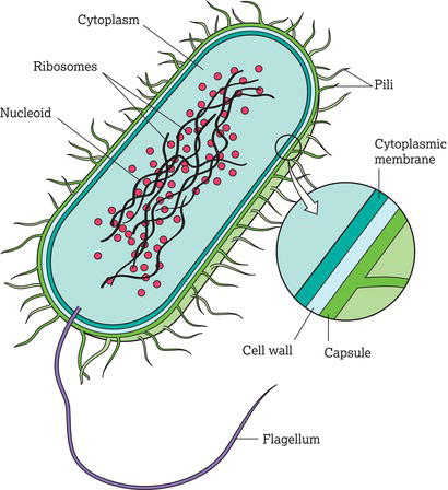 Bacterial structures.