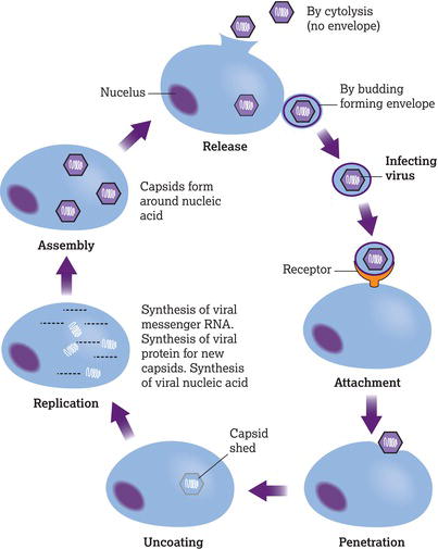 The viral life cycle. RNA, ribonucleic acid. 
Source: Adapted from Perry () with permission of John Wiley & Sons.