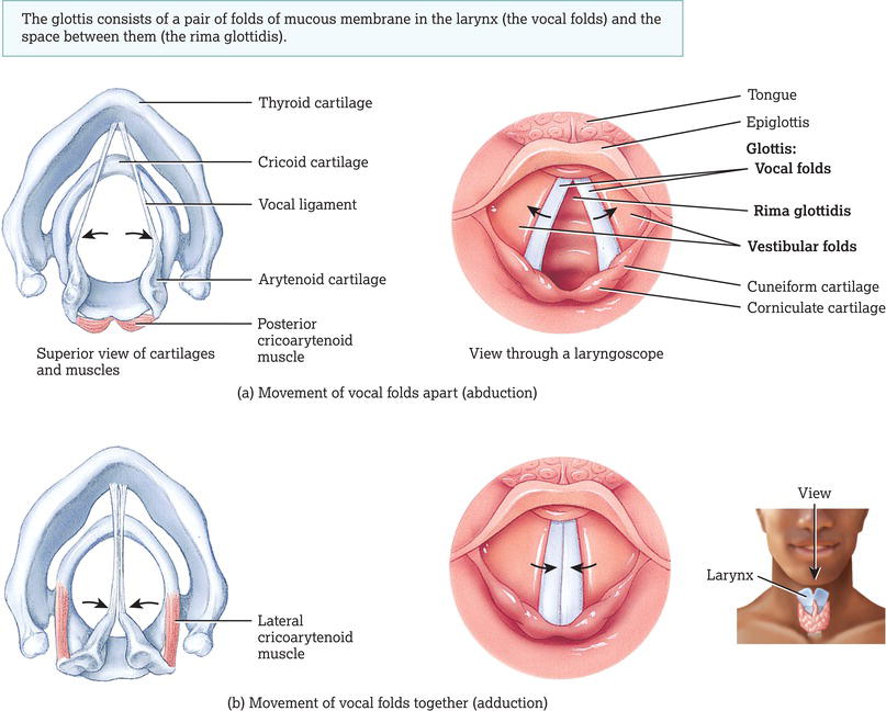 Movement of the vocal cords. 
Source: Reproduced from Tortora and Derrickson () with permission of John Wiley & Sons.