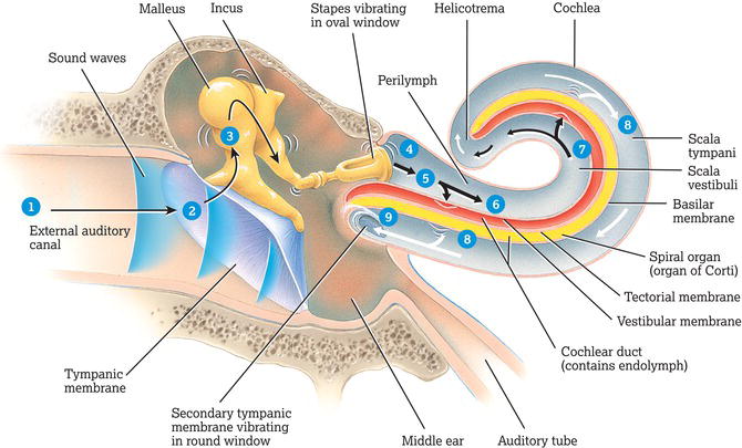 Events in the stimulation of auditory receptors in the right ear. 
Source: Reproduced from Tortora and Derrickson () with permission of John Wiley & S