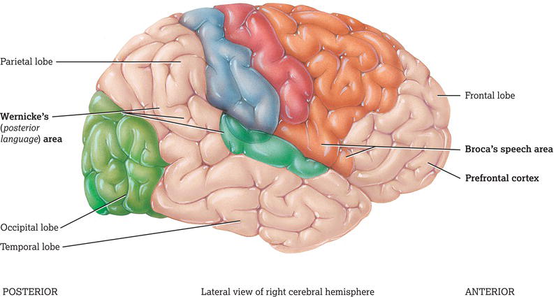 Areas of the brain involved in the communication process. 
Source: Reproduced from Tortora and Derrickson () with permission of John Wiley & Sons.