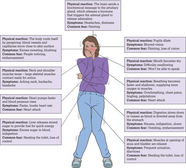 The body's arousal system during the fight‐or‐flight response. 
Source: Adapted from Powell ().