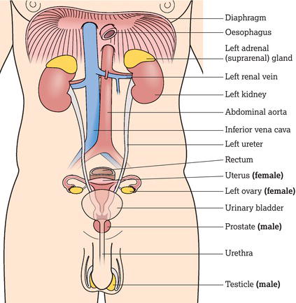 The (a) male and (b) female genitourinary tracts.