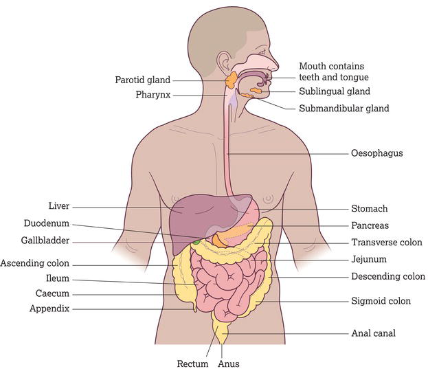 The gastrointestinal tract. Source: Reproduced from Peate et al. () with permission of John Wiley & Sons, Ltd.