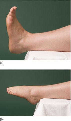 (a) Ankle in dorsiflexion (DF). (b) Ankle in plantarflexion (PF).