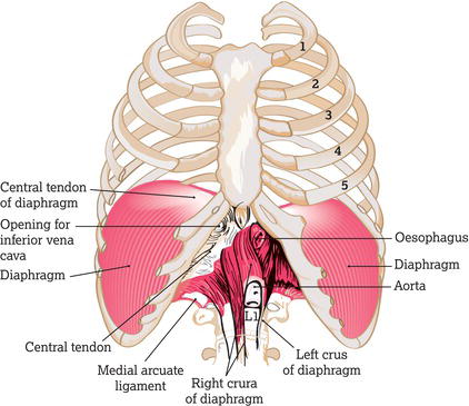 The diaphragm as seen from the front. Note the openings in the vertebral portion for the inferior vena cava, oesophagus and aorta.