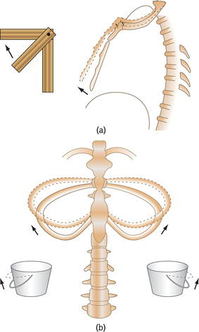 Movement of the chest wall on inspiration. (a) The upper ribs move upwards and forwards, increasing the anteroposterior dimension of the thoracic cavi