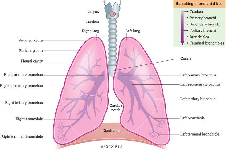 The bronchial tree. Source: Reproduced from Peate et al. () with permission of John Wiley & Sons, Ltd.