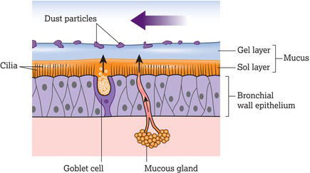 The mucociliary escalator. Source: Reproduced from DeTurk and Cahalin () with permission of The McGraw Companies.