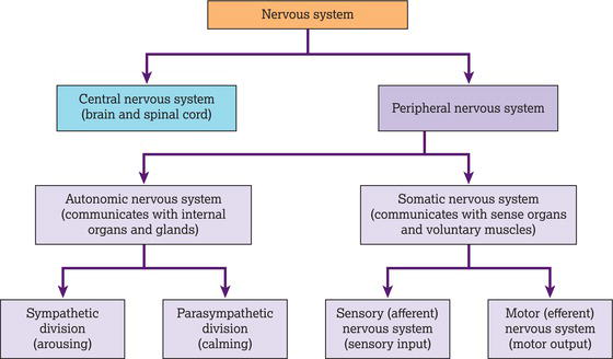 Divisions of the nervous system. Source: Reproduced from PsychLogic () with permission of CC.