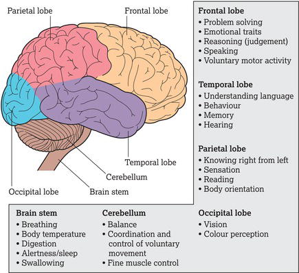 The lobes of the brain and their functions.