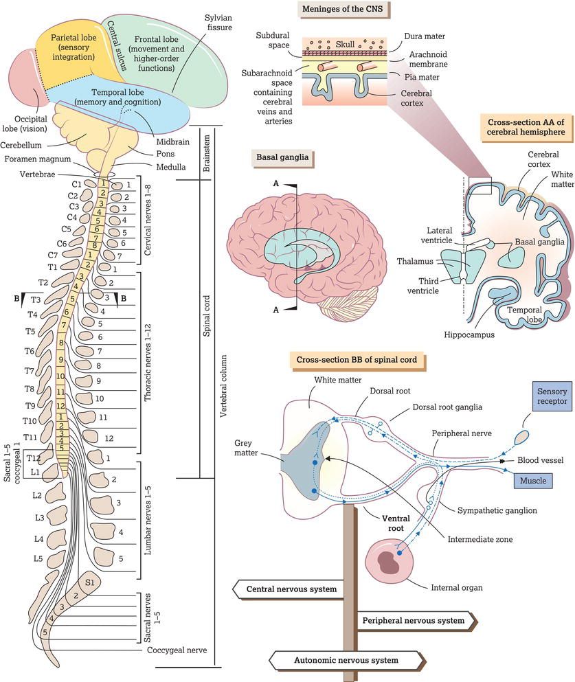 The spinal cord and spinal nerves.