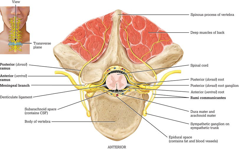 Spinal cord cross‐section. Source: Reproduced with permission of Pearson.