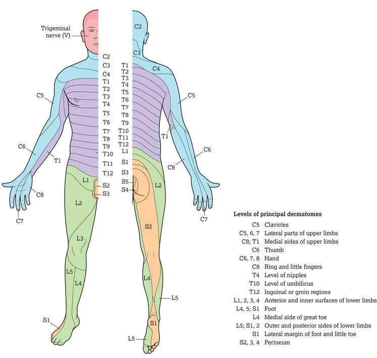 Dermatomes and myotomes.