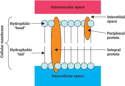 Cellular membrane.