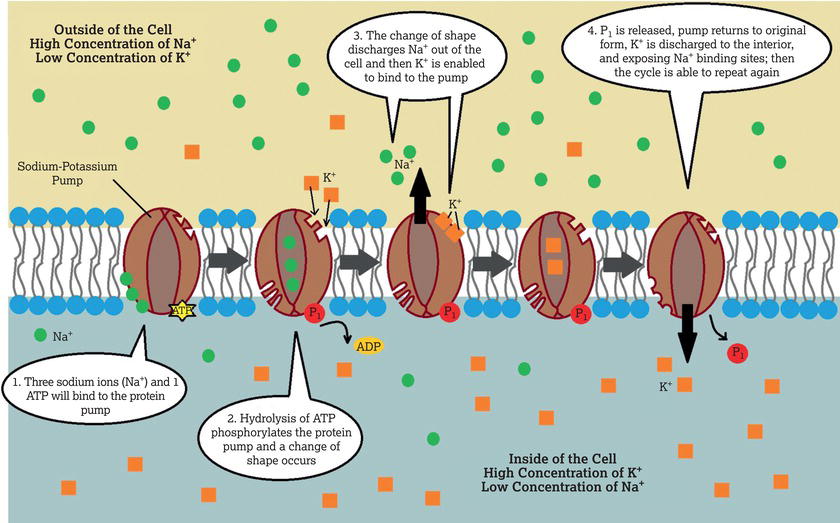 Active transport: sodium/potassium pump. Source: Clod94, CC BY‐SA 4.0, https://creativecommons.org/licenses/by‐sa/4.0.