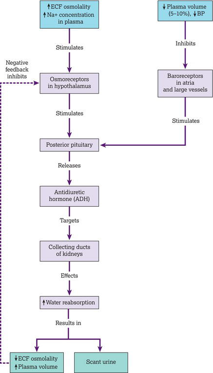 Mechanisms and consequences of antidiuretic hormone (ADH) release.