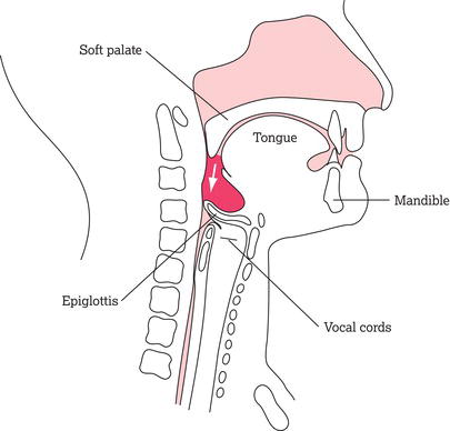 The pharyngeal stage of swallowing.