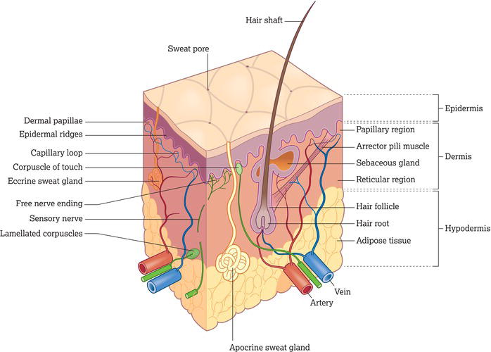 Skin and subcutaneous layer. Source: Reproduced from Peate et al. () with permission of John Wiley & Sons, Ltd.