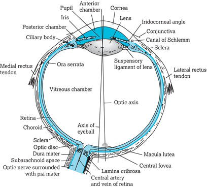 Horizontal cross‐section through the eyeball at the level of the optic nerve. The optic axis and axis of the eyeball are included.