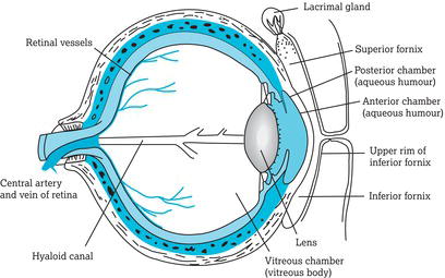 The anterior cavity in front of the lens is incompletely divided into the anterior chamber (anterior to the iris) and the posterior chamber (behind th