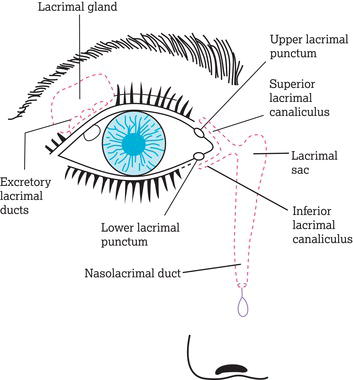 Lacrimal apparatus.