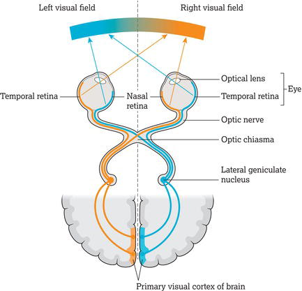 Visual pathways and visual fields. Source: Reproduced from MRI Questions () with permission of Elster LLC.