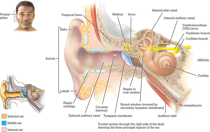 Internal structure of the ear. Source: Reproduced from Tortora and Derrickson () with permission of John Wiley & Sons, Ltd.