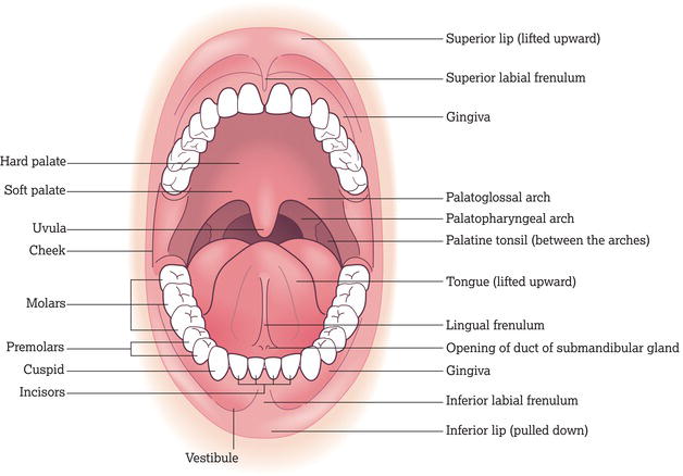 Structures of the mouth (the oral cavity). Source: Reproduced from Peate et al. () with permission of John Wiley & Sons, Ltd.