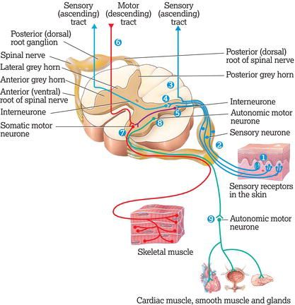 Processing of sensory input and motor output by the spinal cord. Source: Reproduced from Tortora and Derrickson () with permission of John Wiley & Son