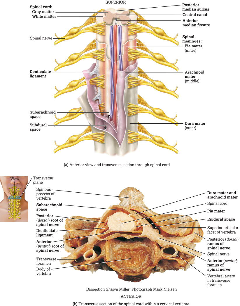 Gross anatomy of the spinal cord. (a) Anterior view and transverse section through the spinal cord. (b) Transverse section of the spinal cord within a