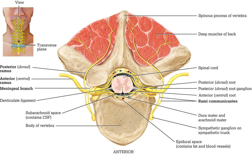 Branches of a typical spinal nerve, shown in cross‐section through the thoracic portion of the spinal cord: transverse section. Source: Reproduced fro