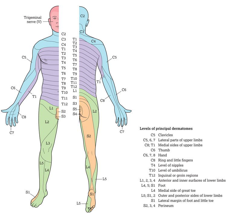 Distribution of dermatomes.