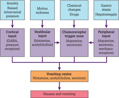 The emetic pathway. 
Source: Reproduced from Kelly and Ward () with permission of EMAP Publishing Ltd.