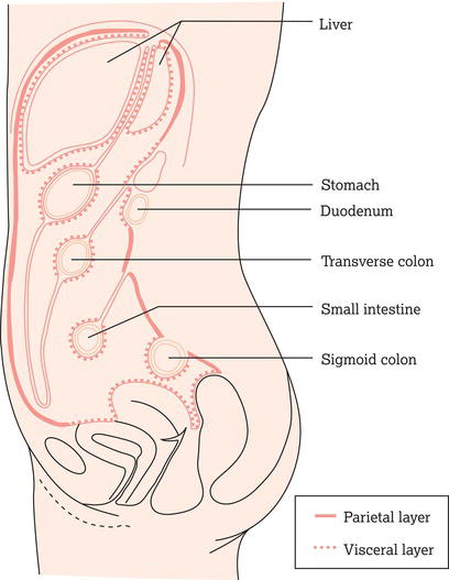 Peritoneum of female in lateral view.