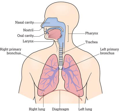 The major respiratory organs in relation to surrounding structures. 
Source: Marieb and Hoehn ().