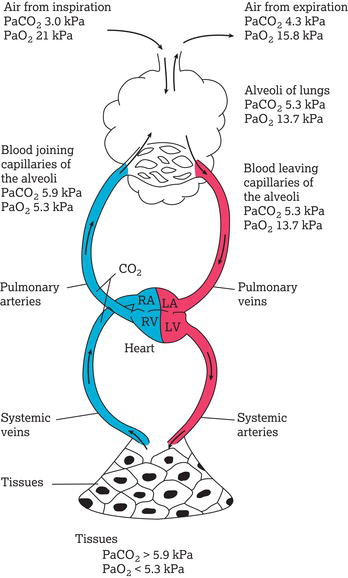 Gas movement in the body is facilitated by partial pressure differences. Top of figure illustrates pressure gradients that facilitate oxygen (O2) and 