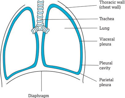 The relationship between the pleural membranes, chest wall and lungs.