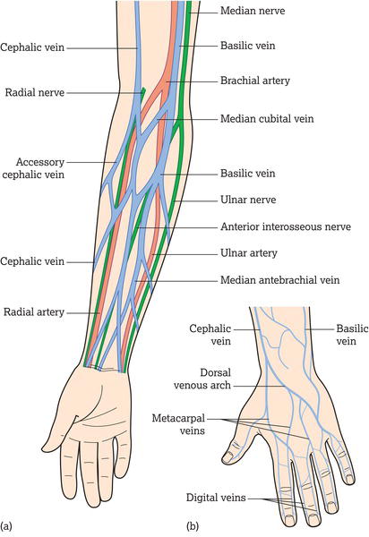 (a) Superficial veins of the forearm. (b) Superficial veins of the dorsal aspect of the hand. Green, nerves; red, arteries; blue, veins. Source: Repro