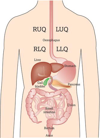 Anatomy of the lower gastrointestinal tract. RUQ, right upper quadrant; LUQ, left upper quadrant; RLQ, right lower quadrant; LLQ, left lower quadrant.