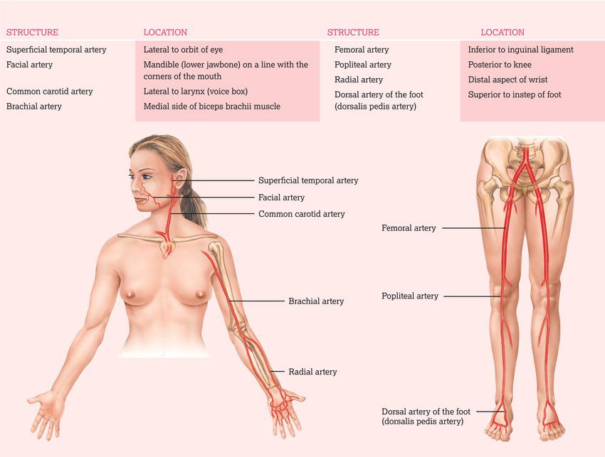 Pulse points. Source: Reproduced from Tortora and Derrickson () with permission of John Wiley & Sons.